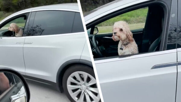 Potverdikkie, zijn we er allemaal toch weer ingetrapt