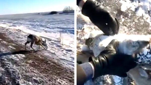 Dankzij een temperatuur van -56°C vind je het kerstdiner in Kazachstan gewoon naast de weg