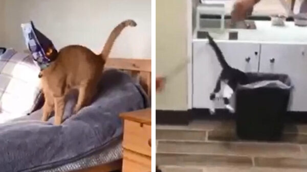 Na deze WEEEEEEE-video kan het internet eigenlijk wel weer uit