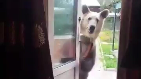 Oh hoi buurman, heeft u wellicht een kopje honing te leen?