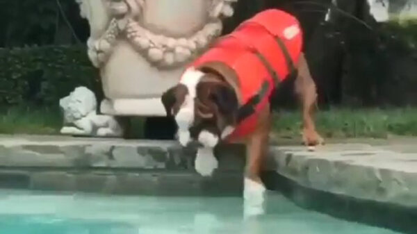 Elegant het water in springen