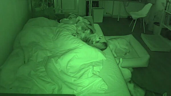 Slapen met je huisdieren is echt niet goed voor je nachtrust