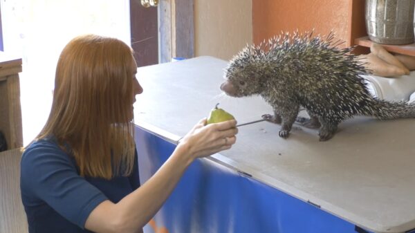 Het is tijd voor een stekelvarken dat verschillende soorten fruit probeert