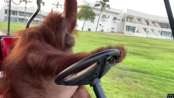 Sunday chill: orang-oetan cruiset een stukje in zijn golfkar
