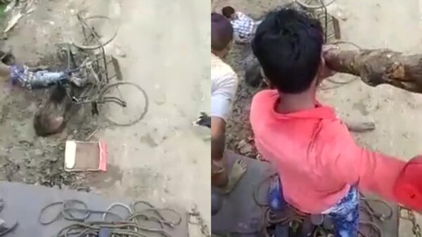 Agressieve Pumba valt een willekeurige fietser aan