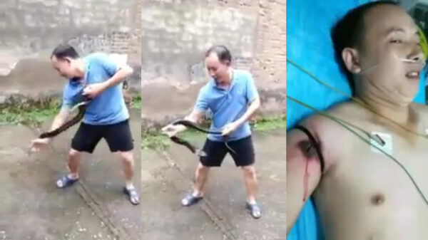 Stoer doen met een slang eindigt al snel in het ziekenhuis