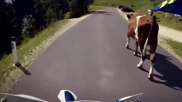 Motorrijders versus dieren: de compilatie