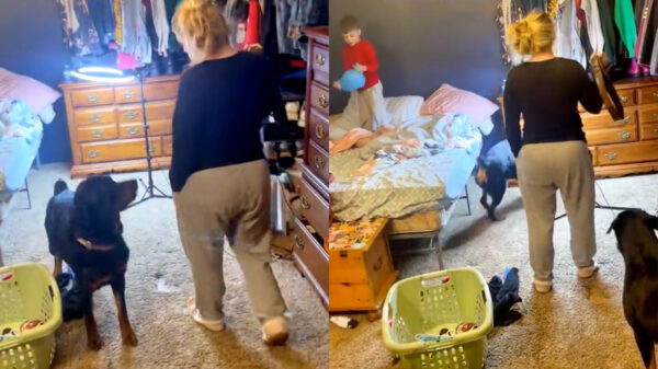 Met deze rottweilers in de buurt wordt dit kind nooit met de riem gemept