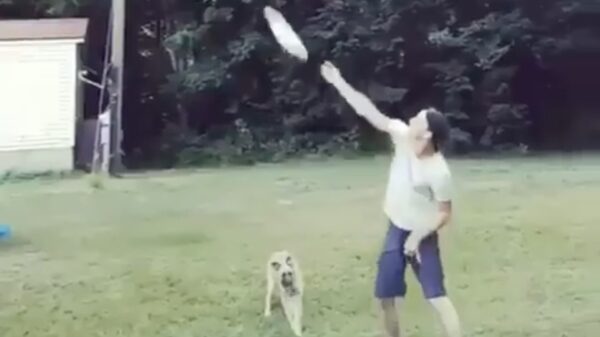 Het bewijs dat frisbeeën in een boom niet de beste plek is om te doen