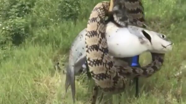 Hoe een rustig middagje vissen nog behoorlijk spectaculair eindigde