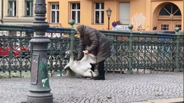 Hardhandige oma sodemietert zwaan van brug af, terug de plomp in