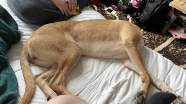 28 voorbeelden waarbij je brein je écht even in de steek laat