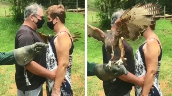 Valkenier demonstreert hoe behendig zijn roofvogel kan vliegen