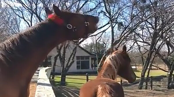 Paard is extatisch na geurige snuffelstage