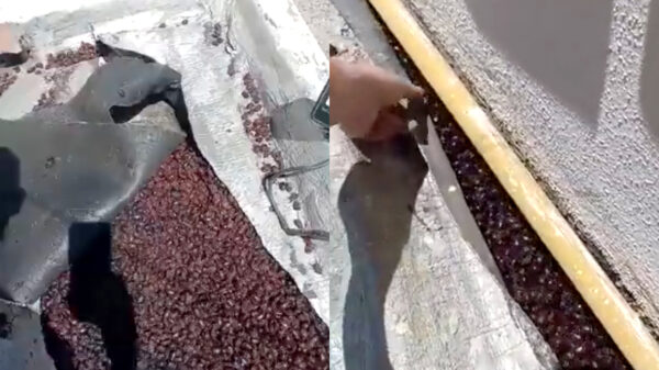 Hans, get ze Flammenwerfer!