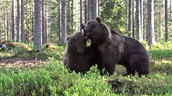 Bruine beren vechten heftige forest rage uit in de bossen in Finland