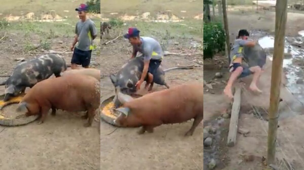 Varken gooit overmoedige rodeorijder in het prikkeldraad