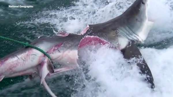 Haai bijt soortgenootje bijna dwars doormidden
