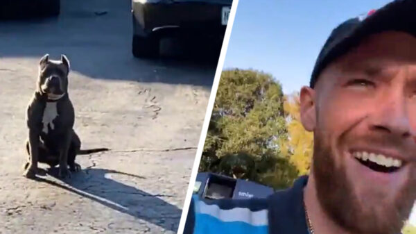 Elke dag weer spannend voor de pakketbezorger: is het een good boy of niet?