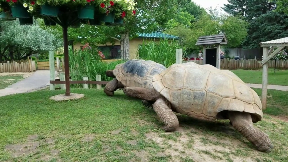 Vroom vroom: reuzenschildpadden trekken een sprintje