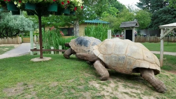 Vroom vroom: reuzenschildpadden trekken een sprintje