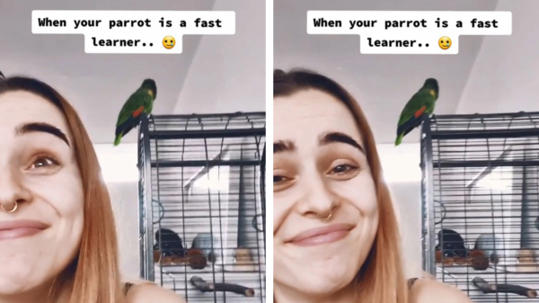 Waarom je nooit een papegaai in de buurt van je slaapkamer moet zetten