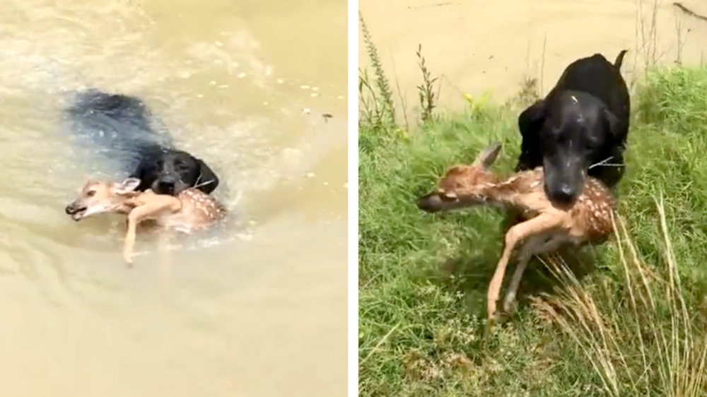 Awww. Hond redt jong hertje dat in het water is beland