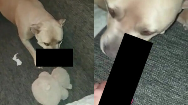 Speelgoed met visgeur blijkt bijzonder interessant voor honden