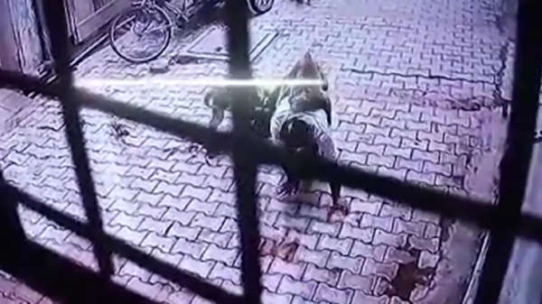 Hindoestaanse pechvogel wordt besprongen door een kudde apen