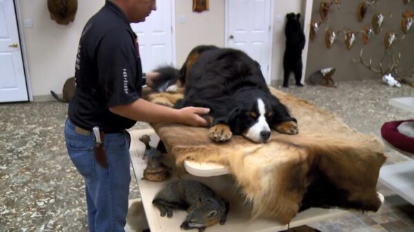 Gezinnen hebben een hoop geld over om hun overleden huisdier te laten vriesdrogen