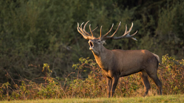 Wel eens een hert gezien die last heeft van zijn 'gekke 5 minuten'?