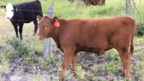 Losgeslagen koe even aanspreken op zijn asociale gedrag