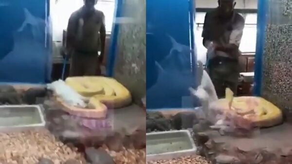 Slang heeft konijn op het menu staan maar heeft blijkbaar toch zin in iets anders