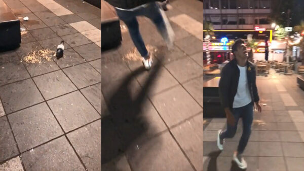 Heerlijke karma voor gast die kots etende duif probeert te trappen