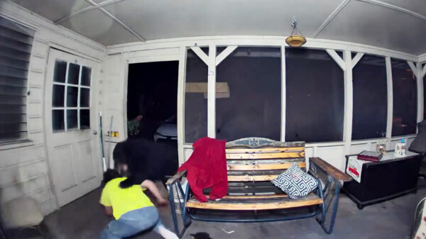 Held gaat gevecht met een beer aan om zijn honden te beschermen