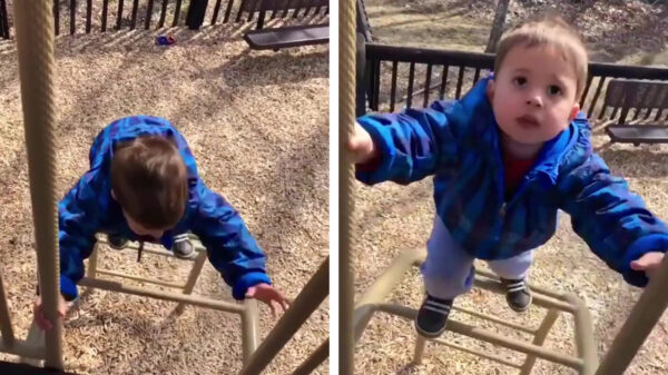 So close: koter klimt zelfstandig het speeltoestel op