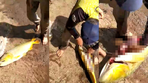 Gevangen vis heeft een aangename verrassing in zijn maag zitten