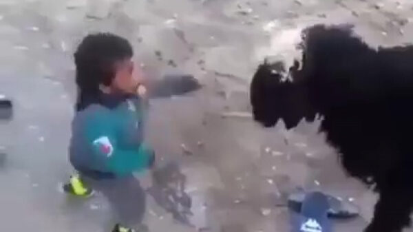 Mini-Bruce Lee legt het heerlijk af tegen een bokkige geit