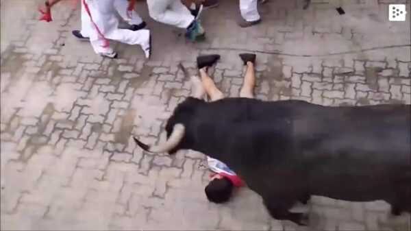 Karma komt vandaag in de vorm van een kudde stieren in de achtervolging