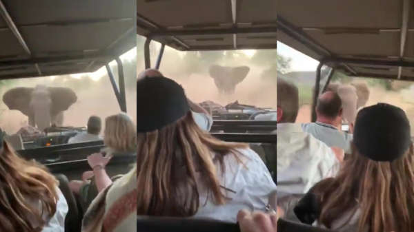 Olifant gaat in Kruger Park vol in de T-Rex modus en valt busje vol toeristen aan
