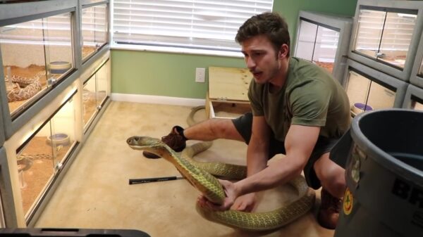 Ook een koningscobra moet wel eens in bad