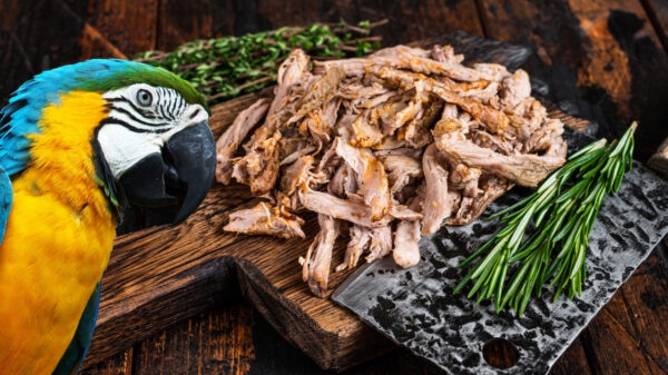 Verdomme, waarom zit er toch elke keer pulled pork tussen de boodschappen?