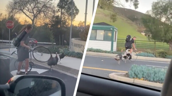 Agressieve kalkoenen komen wraak nemen voor Thanksgiving