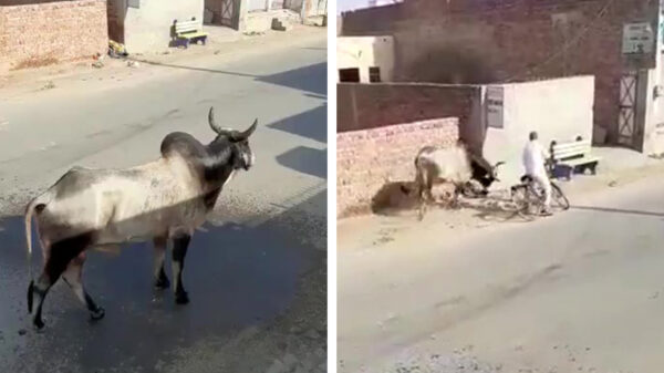 Chagrijnige stier bodyslamt fietser knock-out tegen de grond