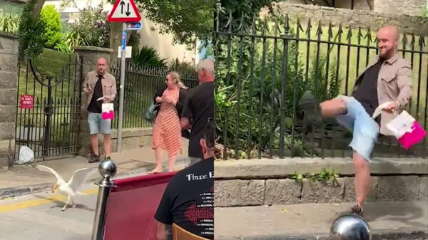 Sluwe zeemeeuw wacht op perfecte moment om braadworst te jatten