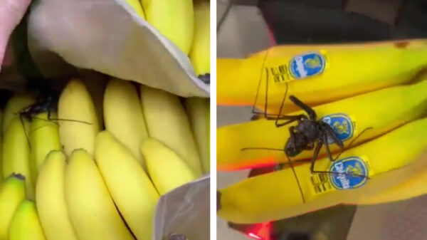 Vandaag in de aanbieding bij een kilo bananen: een gratis huisdier