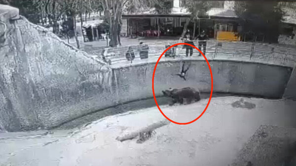 Moeder riskeert 15 jaar cel nadat ze 3-jarig dochtertje in berenverblijf van dierentuin gooit