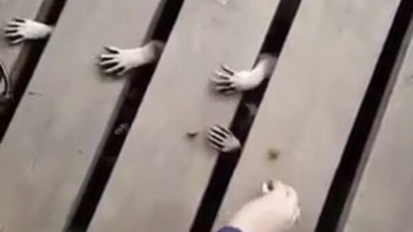 Wasberenlegioen onder je terras lijkt op de uitbraak van de zombieapocalypse