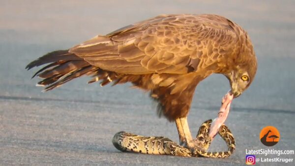 Bruine slangenarend trekt tijdens lunch giftig wormpje uit elkaar