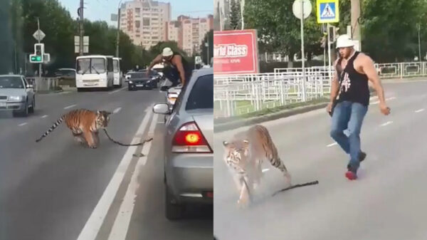 Russische spierbal heeft moeite om zijn huiskat in bedwang te houden